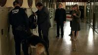 Click to watch 'Smack Attack' (popup) Blue Bloods